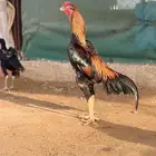 ديك ياباني فاخر