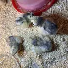 صوص دجاج لكن فيلر