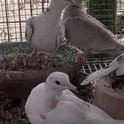 قمري