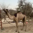 بكرة