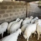 خرفان حريات