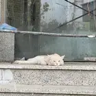 قطه