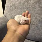 فروخ روز البينو و بلد