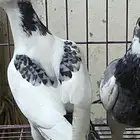 طبات زاجل سباق