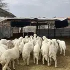 طليان ( تم البيع )