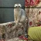 سكوتش فلود البيعه سريعة والقطاوة صحتها ممتازه ولعوبه