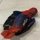 فرخ اكلكتوس انثى