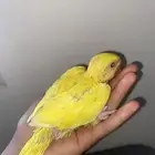 فرخ دره اصفر غر