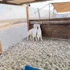 ذبايح حريه لباني انتاج الحلال شرط شي فاخر
