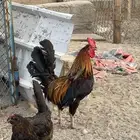 دجاج بلدي