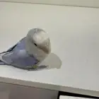 ببغاء روز لون نادر