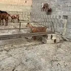 غنم دهم باقي التفاصيل على الرقم