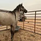 حصان شعبي بدون مقابل