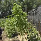 ياسمين استرالي. كف مريم. لبخ. تومناليا. تبوبيا ذهبيه