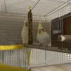 بغبغا
