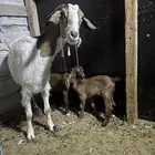 معزا خمس معها ست