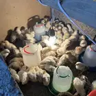 صوص بلدي فواخر والوان فواتح عمر 12 يوم