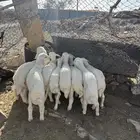 بهم تربيه