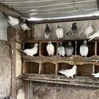 حمام باكستاني