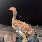 فروخ باكستانية فاخرة