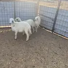 رخال حريات البيع سمح