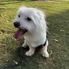 Maltese dog
