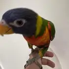 طير مفقود مكه