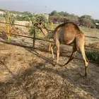 ثلاثه عروض حاش وطليان وضأن حري