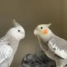 للبيع كروانات اليفه