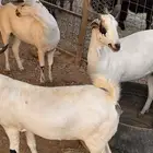 ماعز بيشي كحل صنف