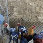 ديوك باكستاني