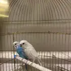كناري 2 بحاله جيده