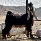 تيس مشروع فحل نادر عارضي معرف