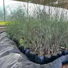 شتلات وأشجار مورنجا عربي أو بان عربي يسر