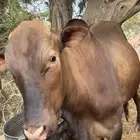 عجل حسيل. للبيع بلدي