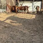 معز جنوبيه دفيع