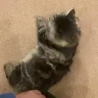 قطط شيرازية تبني