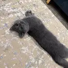 زوج قطط بريطاني مميز جدا وقمة ف الولافه