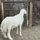 خروف فحل