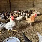 60 ديك بلدي وفيومي وفرنسي تزيد تنقص