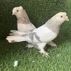 جوز ارفلي