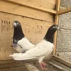حمام  زوج تيدي