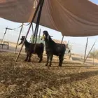 تيس عارضي صنف