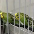 طيور بادجي منتجه وصحه جيده