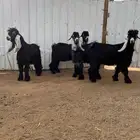 جذعان عارضيات خصم