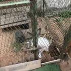 ارنب انثى للبيع