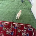 للبيع ماعز قزم