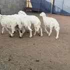 خرفان هرافي حري العدد 4