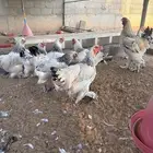 براهما كولمبي
