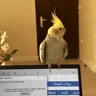 كروان ذكي متكلم ومغرد
